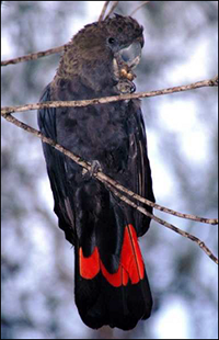 Glossy Black Cockatoo