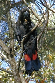 Adult male Glossy Black-Cockatoo N. Smith