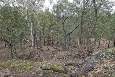 Wirrimbirra Yalul trees from rocky area