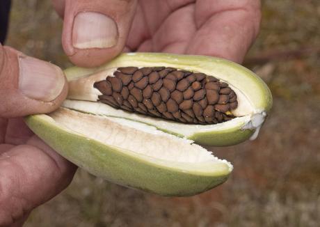 Wirrimbirra Yalul  bush banana seeds in pod