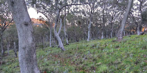 Jewels in the Landscape Jewels in the Landscape